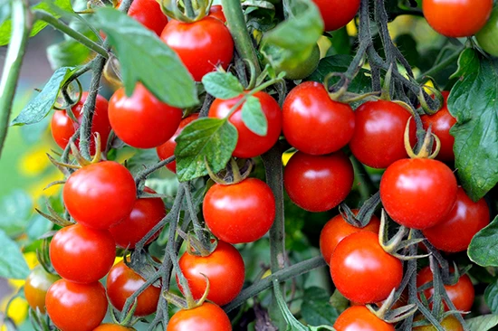 Tomate Cherry